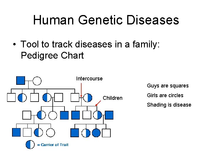 Human Genetic Diseases • Tool to track diseases in a family: Pedigree Chart Intercourse