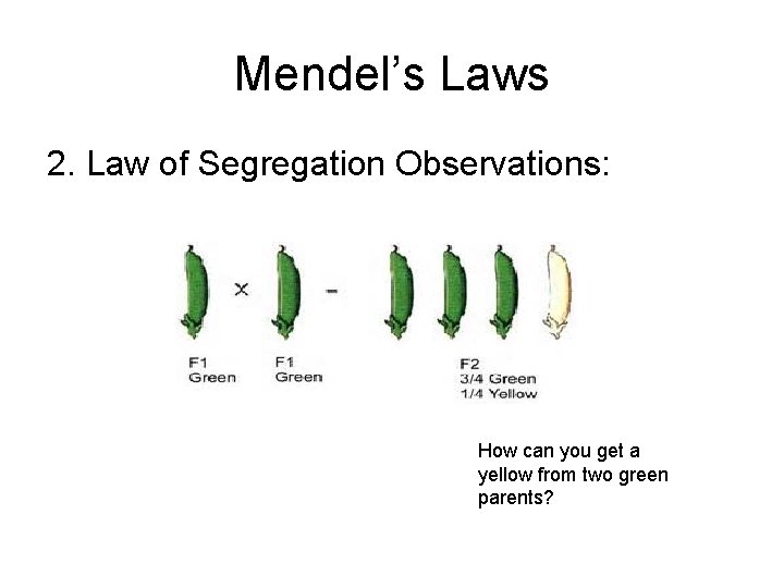 Mendel’s Laws 2. Law of Segregation Observations: How can you get a yellow from