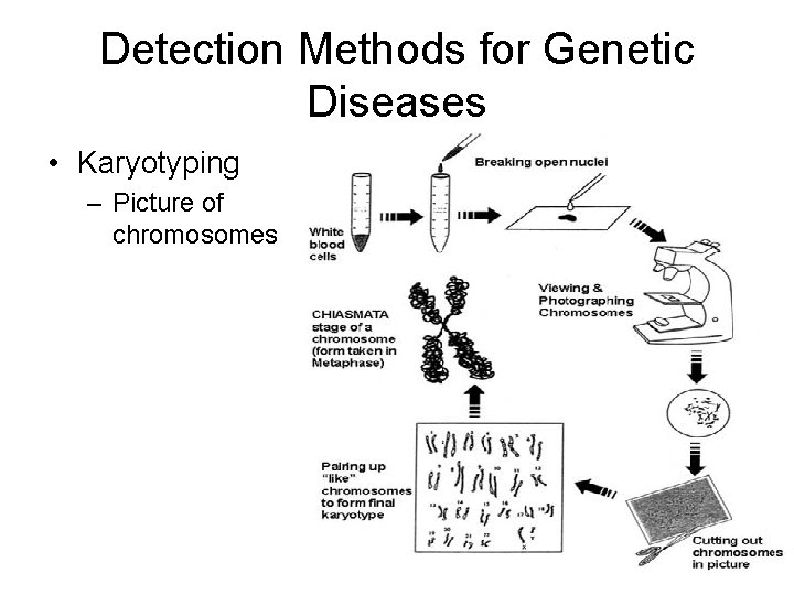 Detection Methods for Genetic Diseases • Karyotyping – Picture of chromosomes 