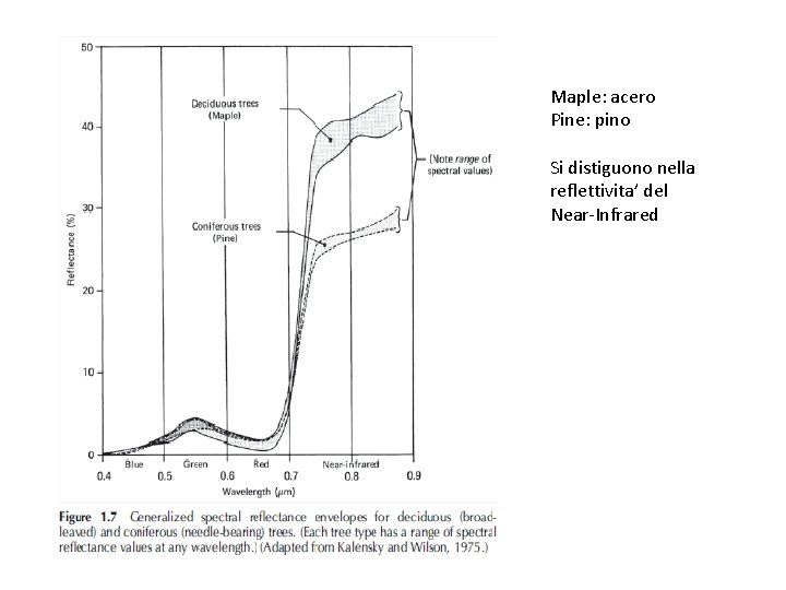 Maple: acero Pine: pino Si distiguono nella reflettivita’ del Near-Infrared 