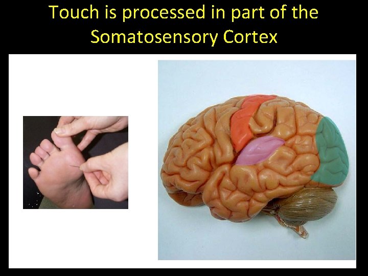Touch is processed in part of the Somatosensory Cortex 