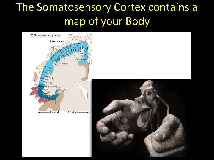 The Somatosensory Cortex contains a map of your Body 