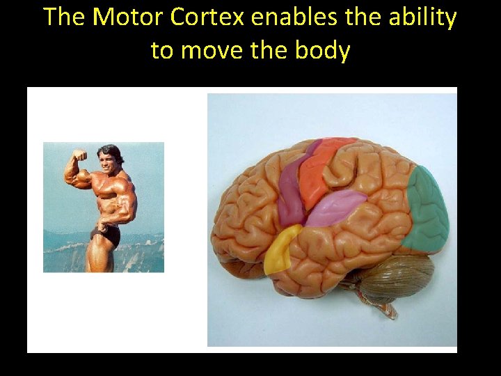 The Motor Cortex enables the ability to move the body 