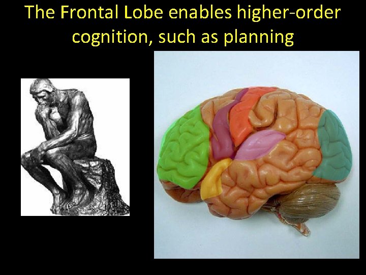 The Frontal Lobe enables higher-order cognition, such as planning 