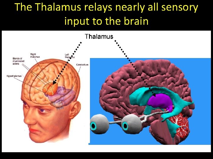 The Thalamus relays nearly all sensory input to the brain 