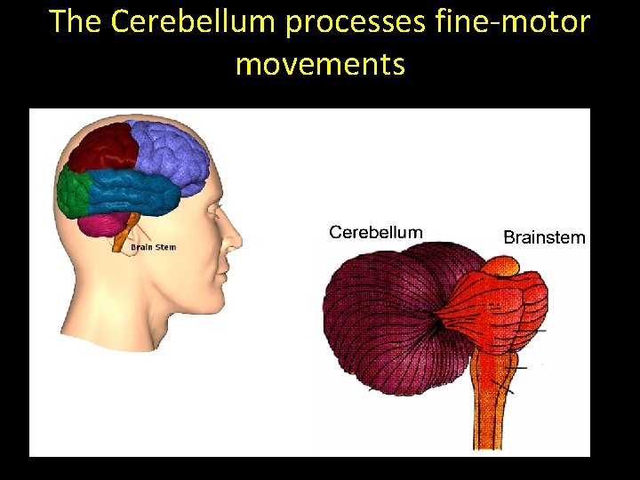 The Cerebellum processes fine-motor movements 