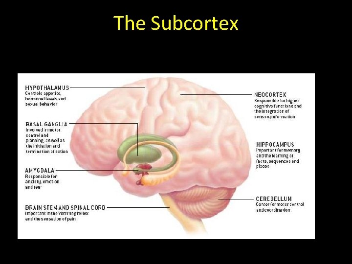 The Subcortex 