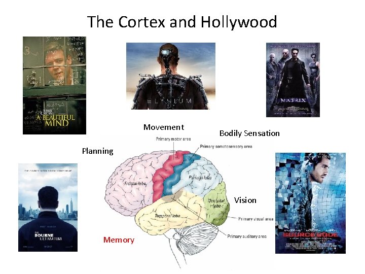The Cortex and Hollywood Movement Bodily Sensation Planning Vision Memory 