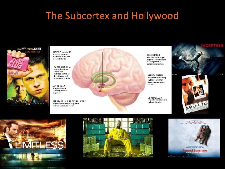 The Subcortex and Hollywood 