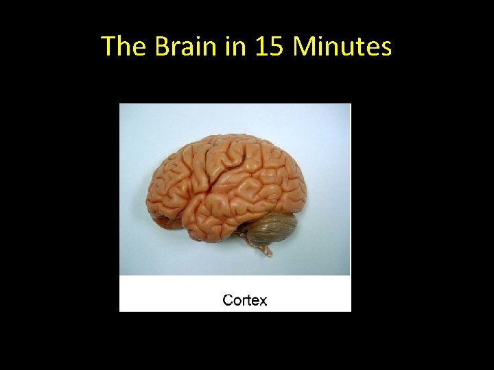 The Brain in 15 Minutes 