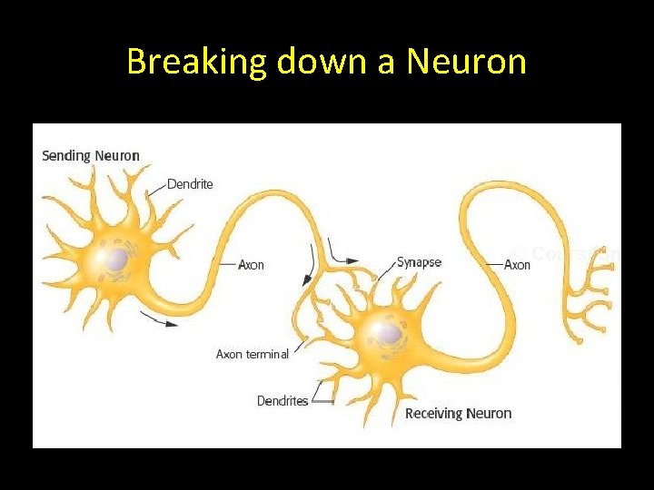 Breaking down a Neuron 