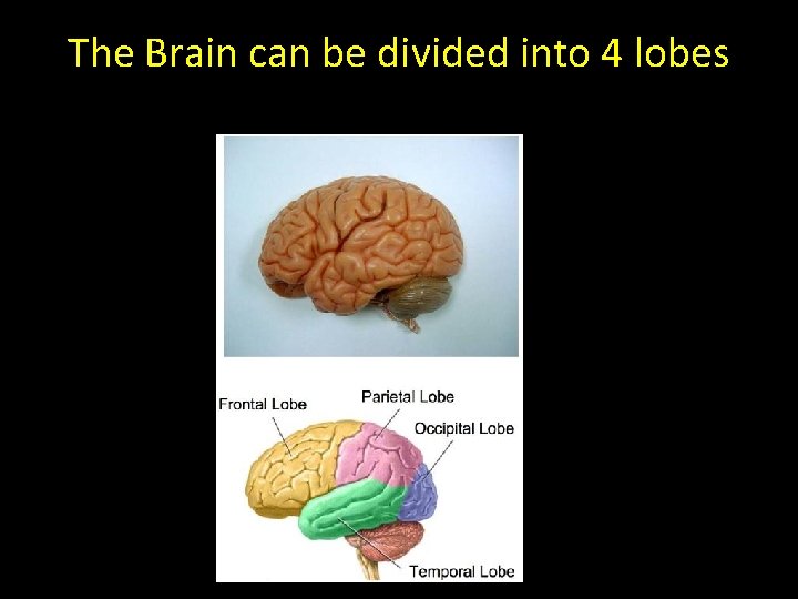 The Brain can be divided into 4 lobes 