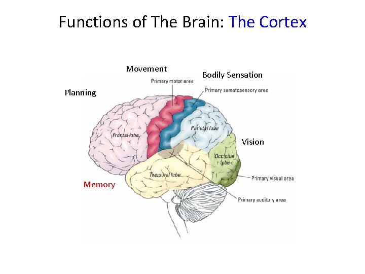 Functions of The Brain: The Cortex Movement Bodily Sensation Planning Vision Memory 
