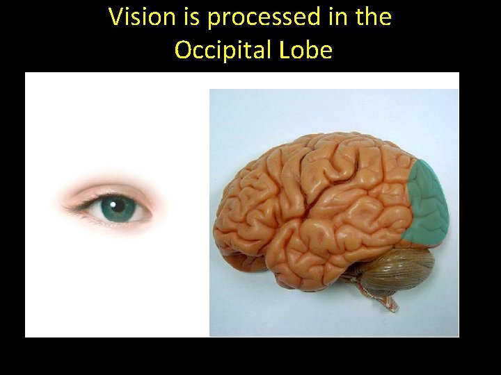Vision is processed in the Occipital Lobe 