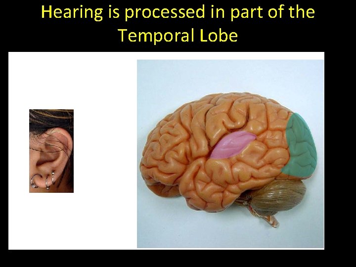 Hearing is processed in part of the Temporal Lobe 