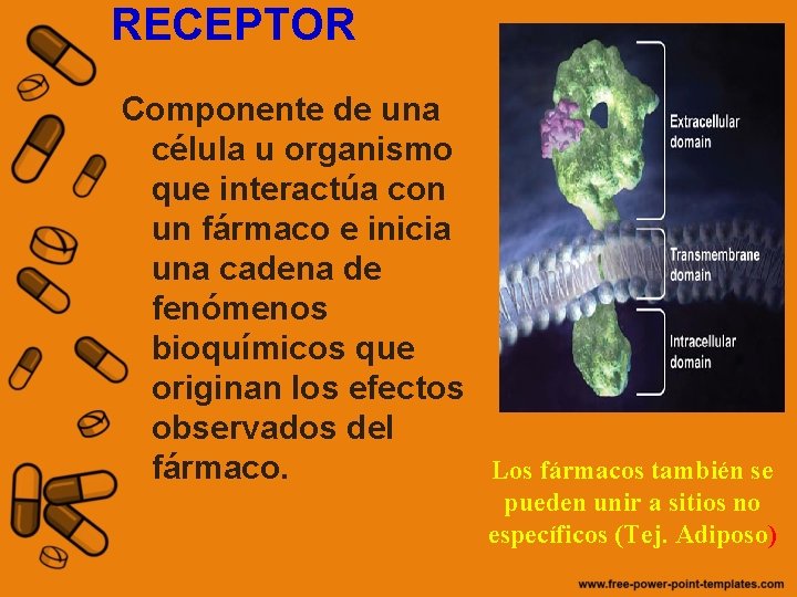 RECEPTOR Componente de una célula u organismo que interactúa con un fármaco e inicia