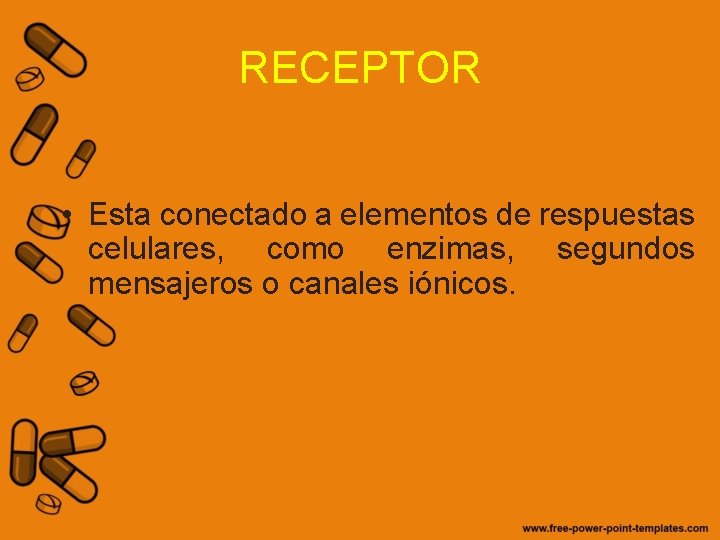 RECEPTOR • Esta conectado a elementos de respuestas celulares, como enzimas, segundos mensajeros o