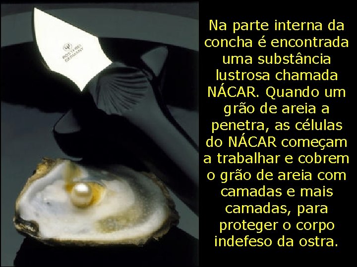 Na parte interna da concha é encontrada uma substância lustrosa chamada NÁCAR. Quando um Na parte interna da concha é encontrada uma substância lustrosa chamada NÁCAR. Quando um