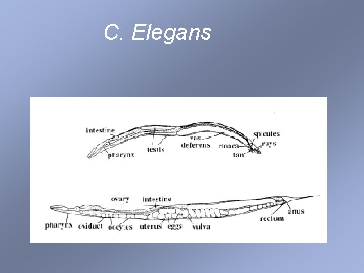 C. Elegans 