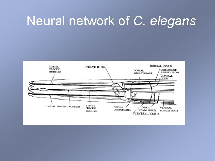 Neural network of C. elegans 