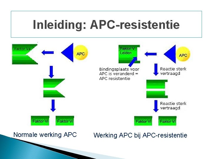 Inleiding: APC-resistentie Normale werking APC Werking APC bij APC-resistentie Inleiding: APC-resistentie Normale werking APC Werking APC bij APC-resistentie
