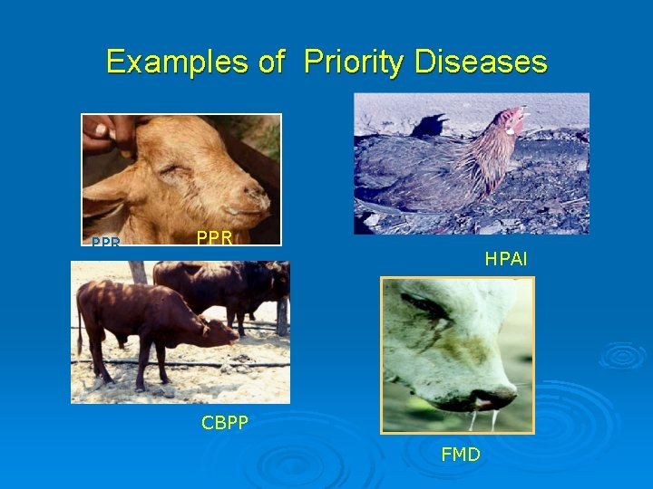 Examples of Priority Diseases PPR NCD HPAI CBPP FMD 