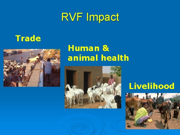 RVF Impact Trade Human & animal health Livelihood 