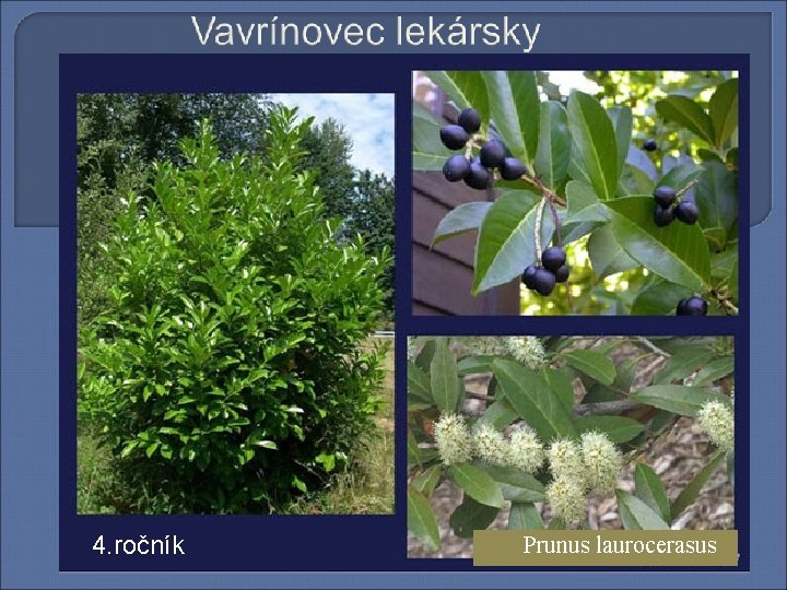 4. ročník Prunus laurocerasus 