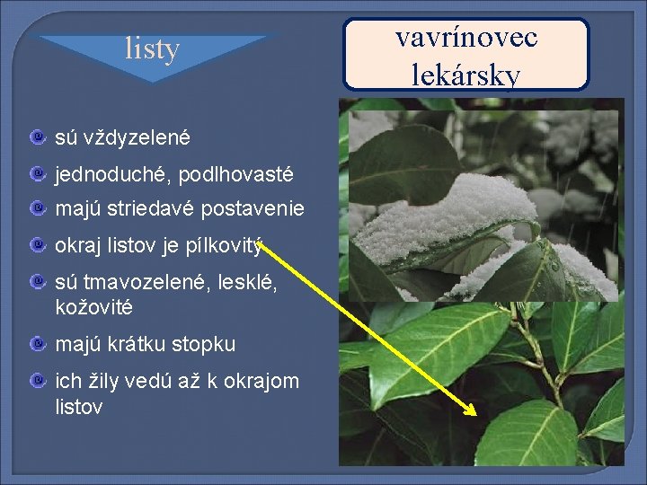listy sú vždyzelené jednoduché, podlhovasté majú striedavé postavenie okraj listov je pílkovitý sú tmavozelené,