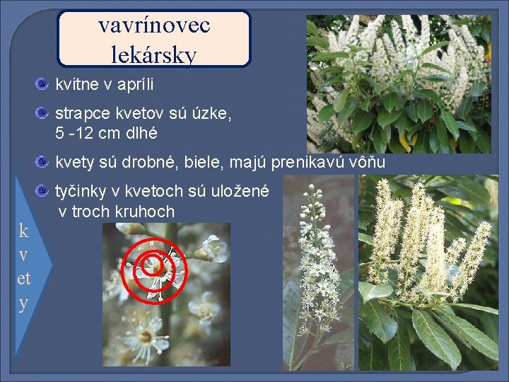 vavrínovec lekársky kvitne v apríli strapce kvetov sú úzke, 5 -12 cm dlhé kvety