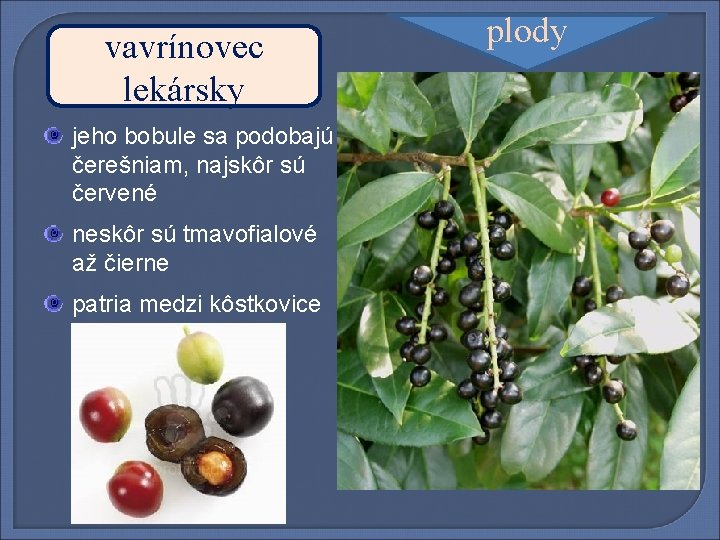 vavrínovec lekársky jeho bobule sa podobajú čerešniam, najskôr sú červené neskôr sú tmavofialové až