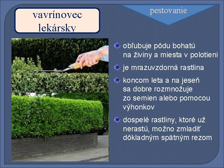 vavrínovec lekársky pestovanie obľubuje pôdu bohatú na živiny a miesta v polotieni je mrazuvzdorná