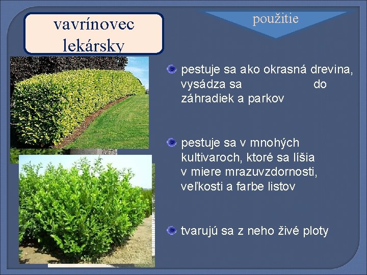 vavrínovec lekársky použitie pestuje sa ako okrasná drevina, vysádza sa do záhradiek a parkov