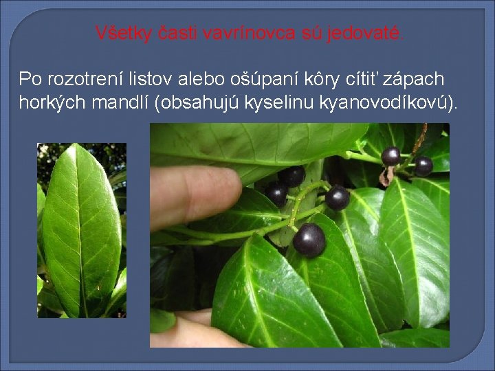 Všetky časti vavrínovca sú jedovaté. Po rozotrení listov alebo ošúpaní kôry cítiť zápach horkých