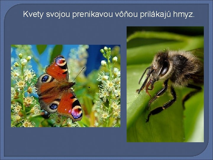 Kvety svojou prenikavou vôňou prilákajú hmyz. 