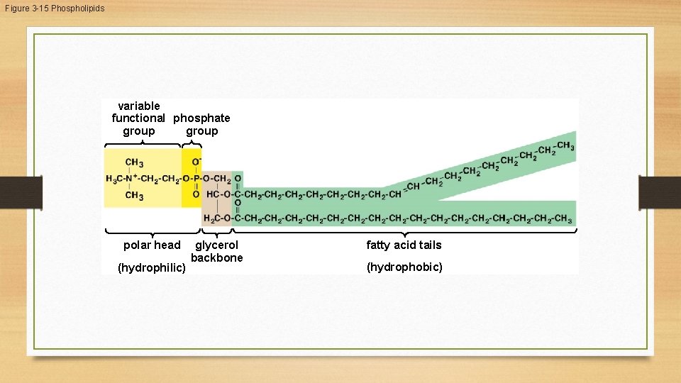 Figure 3 -15 Phospholipids variable functional phosphate group polar head (hydrophilic) glycerol backbone fatty Figure 3 -15 Phospholipids variable functional phosphate group polar head (hydrophilic) glycerol backbone fatty