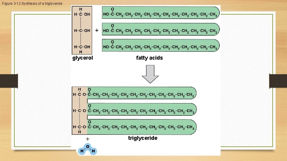 Figure 3 -12 Synthesis of a triglyceride glycerol fatty acids triglyceride Figure 3 -12 Synthesis of a triglyceride glycerol fatty acids triglyceride