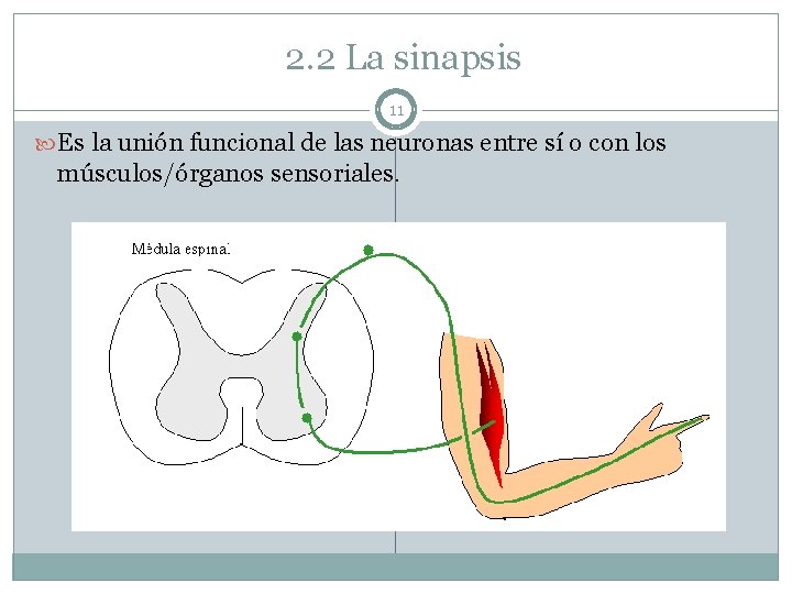 2. 2 La sinapsis 11 Es la unión funcional de las neuronas entre sí