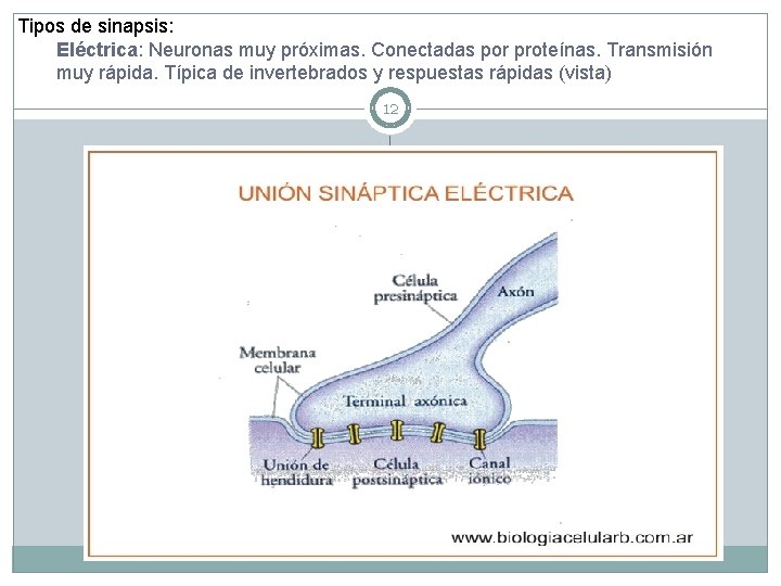 Tipos de sinapsis: Eléctrica: Neuronas muy próximas. Conectadas por proteínas. Transmisión muy rápida. Típica
