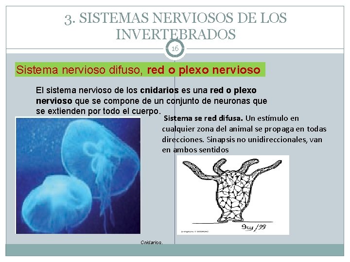 3. SISTEMAS NERVIOSOS DE LOS INVERTEBRADOS 16 Sistema nervioso difuso, red o plexo nervioso