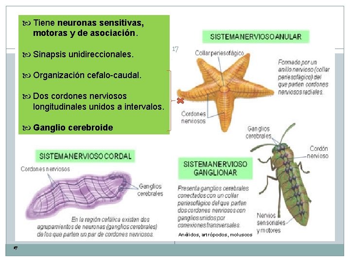  Tiene neuronas sensitivas, motoras y de asociación. Sinapsis unidireccionales. 17 Organización cefalo-caudal. Dos