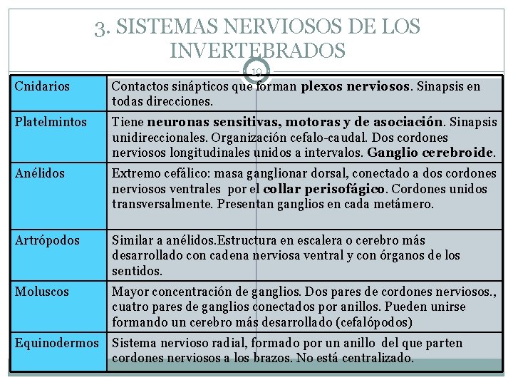 3. SISTEMAS NERVIOSOS DE LOS INVERTEBRADOS 19 Cnidarios Contactos sinápticos que forman plexos nerviosos.