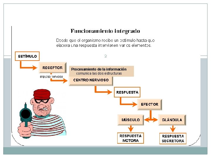 2 Procesamiento de la información comunica las dos estructuras 