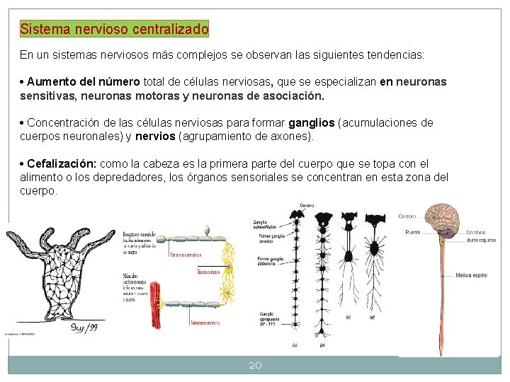 Sistema nervioso centralizado En un sistemas nerviosos más complejos se observan las siguientes tendencias: