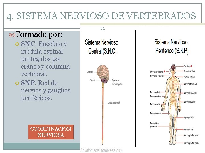 4. SISTEMA NERVIOSO DE VERTEBRADOS Formado por: SNC: Encéfalo y médula espinal protegidos por