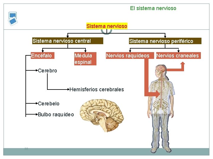 El sistema nervioso Sistema nervioso central Encéfalo Médula espinal Sistema nervioso periférico Nervios raquídeos