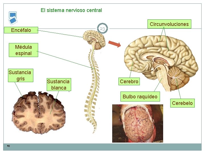 El sistema nervioso central Circunvoluciones 23 Encéfalo Médula espinal Sustancia gris Sustancia blanca Cerebro