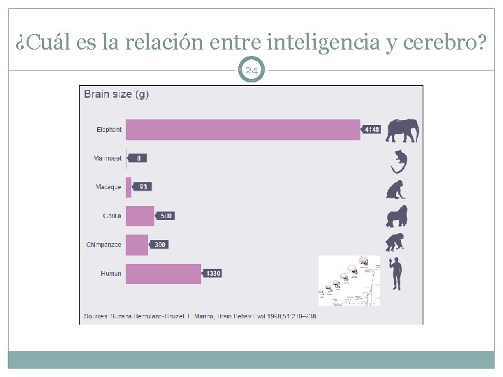 ¿Cuál es la relación entre inteligencia y cerebro? 24 