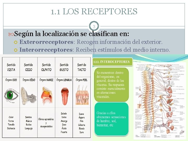 1. 1 LOS RECEPTORES 3 Según la localización se clasifican en: Exterorreceptores: Recogen información