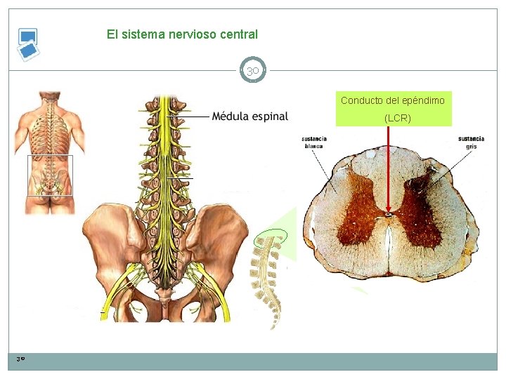 El sistema nervioso central 30 Conducto del epéndimo (LCR) 30 
